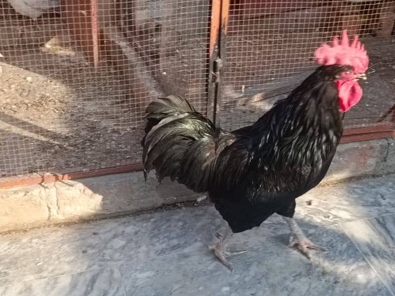 Australop | Austrolorp | Austrolop Egg Laying pair for sale 18