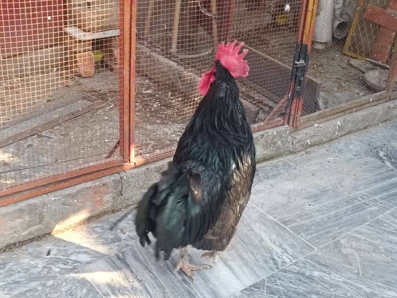 Australop | Austrolorp | Austrolop Egg Laying pair for sale 19