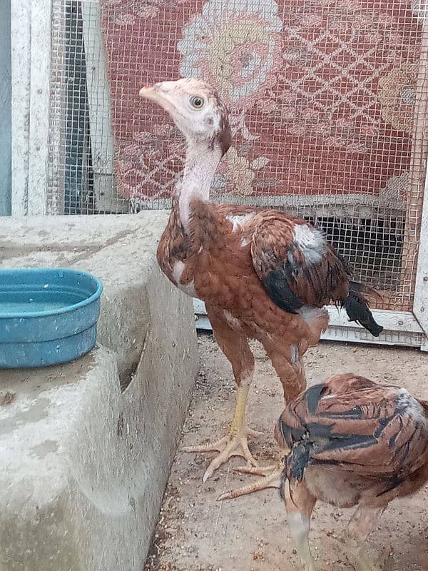 2 aseel chick male of 2.5 months 0