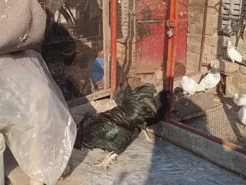 austolop hen | austrolop murgi |egg laying hen | 5