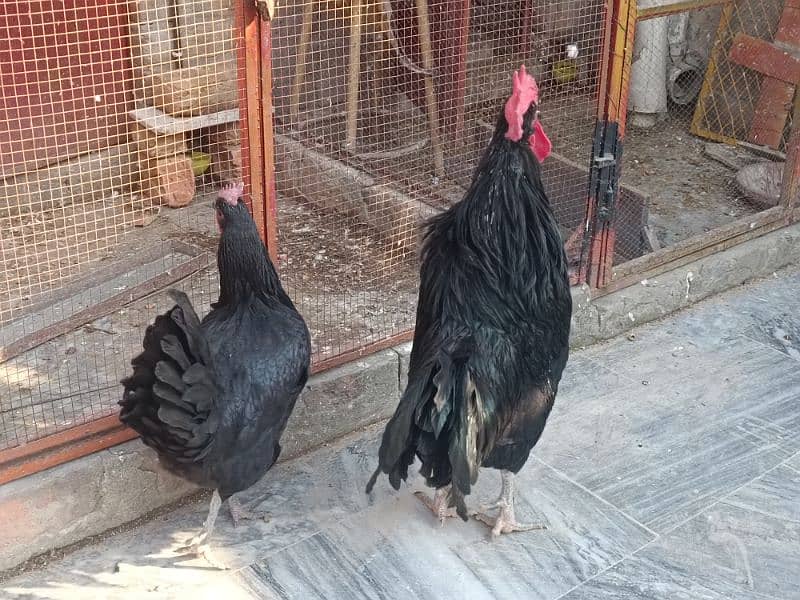 austolop hen | austrolop murgi |egg laying hen | 10