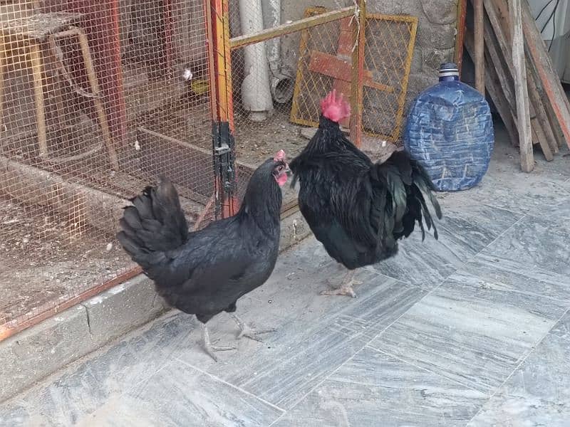 austolop hen | austrolop murgi |egg laying hen | 11