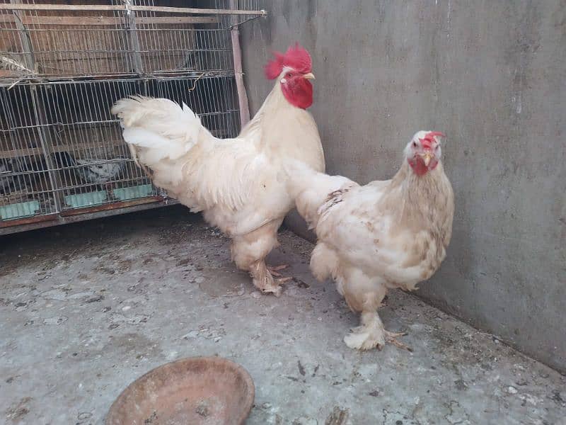 White Heavy Buff pair available for sale 3