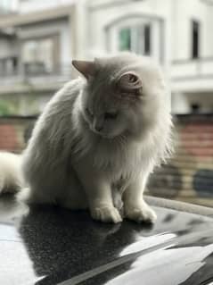 Persian Cat adult Male Ready to breed