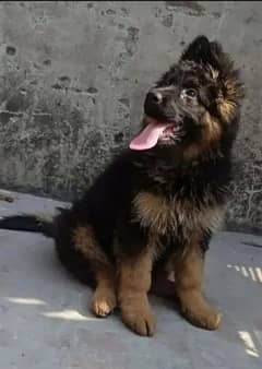 German shepherd female puppy