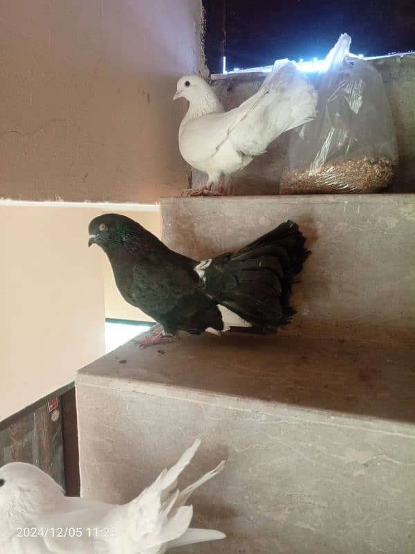 pigeon breedar pair 1