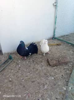 pigeon breedar pair