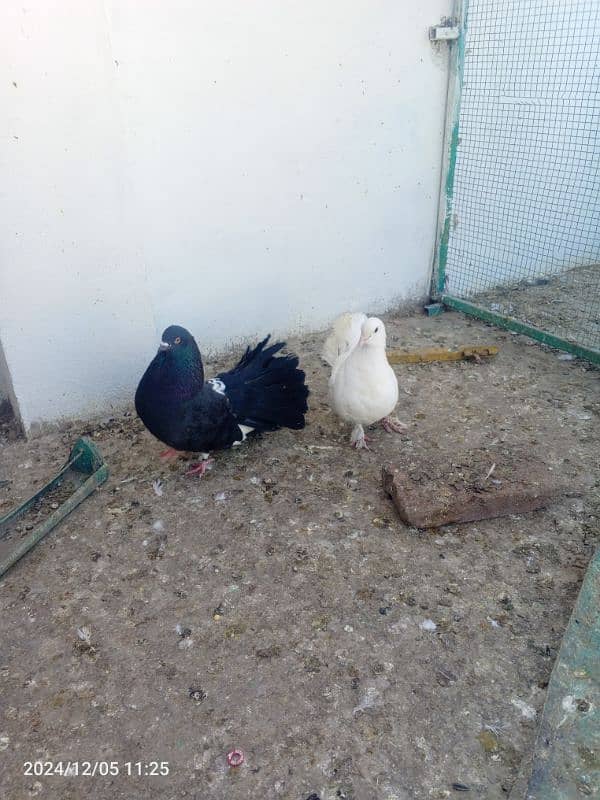 pigeon breedar pair 0