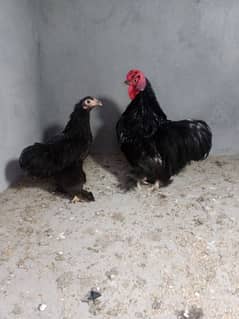 Bantam Pair exchnge love birde