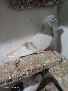 pigeon pair dubaz