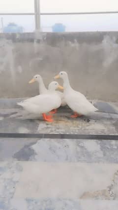 high quality white ducks pair