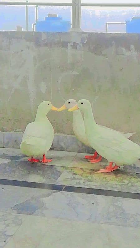 high quality white ducks pair 2