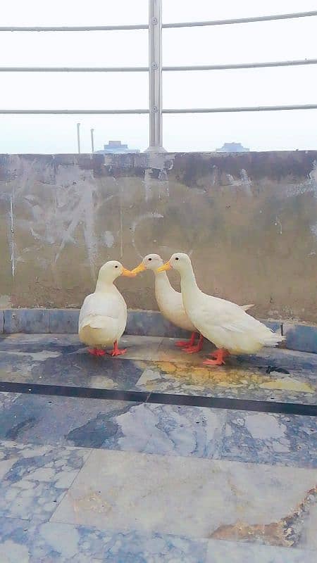 high quality white ducks pair 3