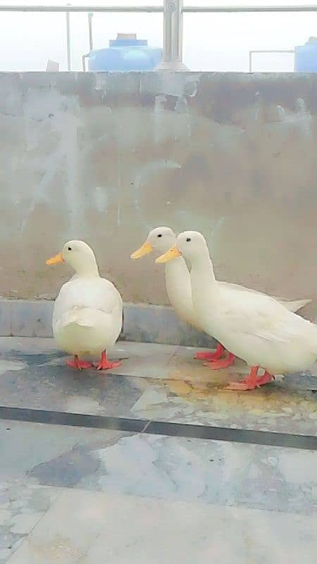 high quality white ducks pair 4