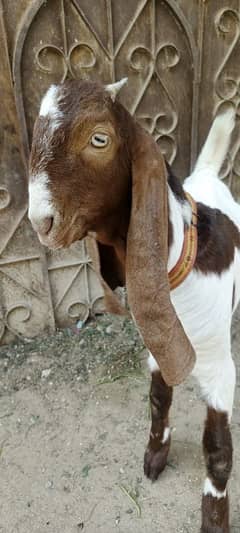 full healthy bakra ghar ka pala hua