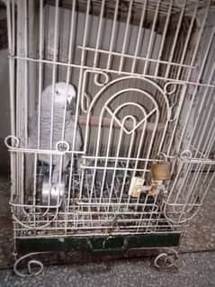 Grey parrot for sale