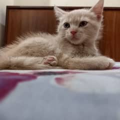 CAT For Sale in bahawalpur