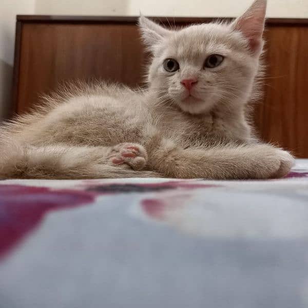 CAT For Sale in bahawalpur 0