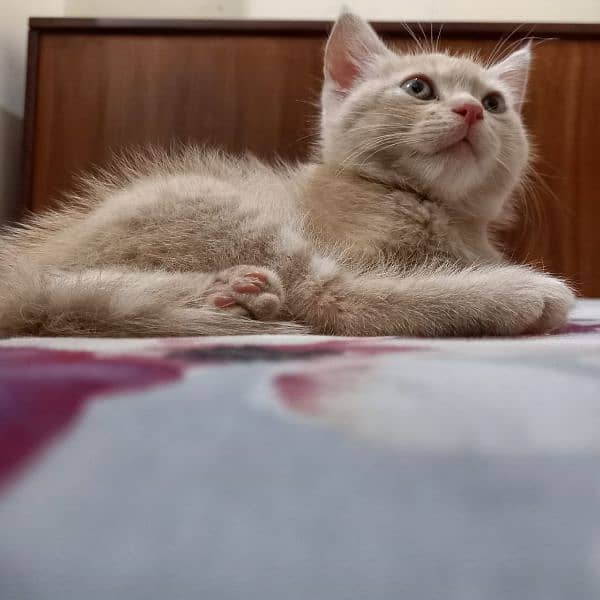 CAT For Sale in bahawalpur 1