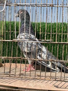 high flyer pigeons or sale contact WhatsApp 03170223125