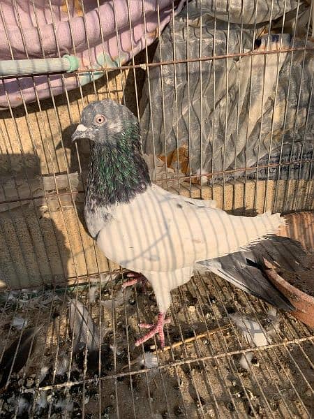 Kabli Pigeons for sale Whatsapp: 03170223125 1