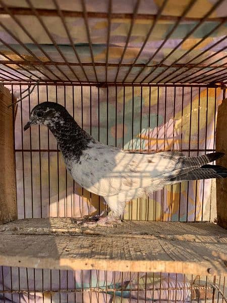 Kabli Pigeons for sale Whatsapp: 03170223125 2