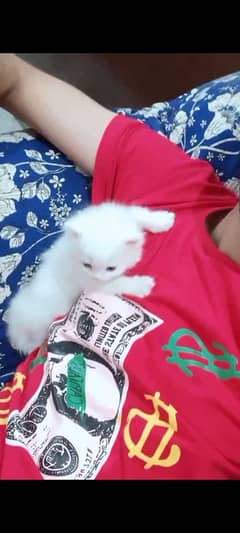 Persian 2 month female kitten for sale.