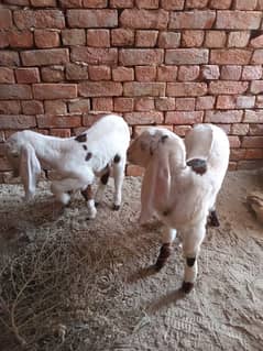 Bakri 2 female bachon ke sath