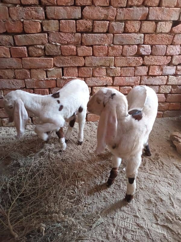 Bakri 2 female bachon ke sath 0