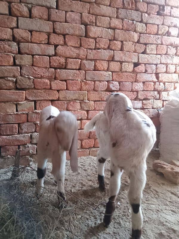 Bakri 2 female bachon ke sath 1