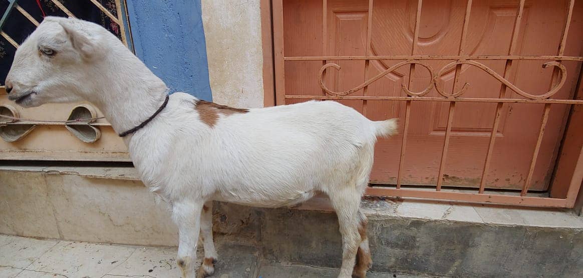 2 bakri or ek Golabi bakra 1