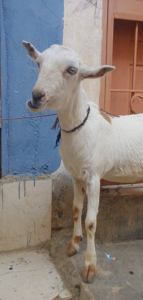 2 bakri or ek Golabi bakra 2