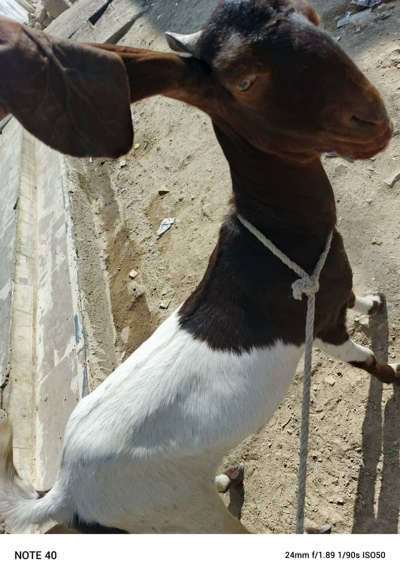 2 bakri or ek Golabi bakra 3