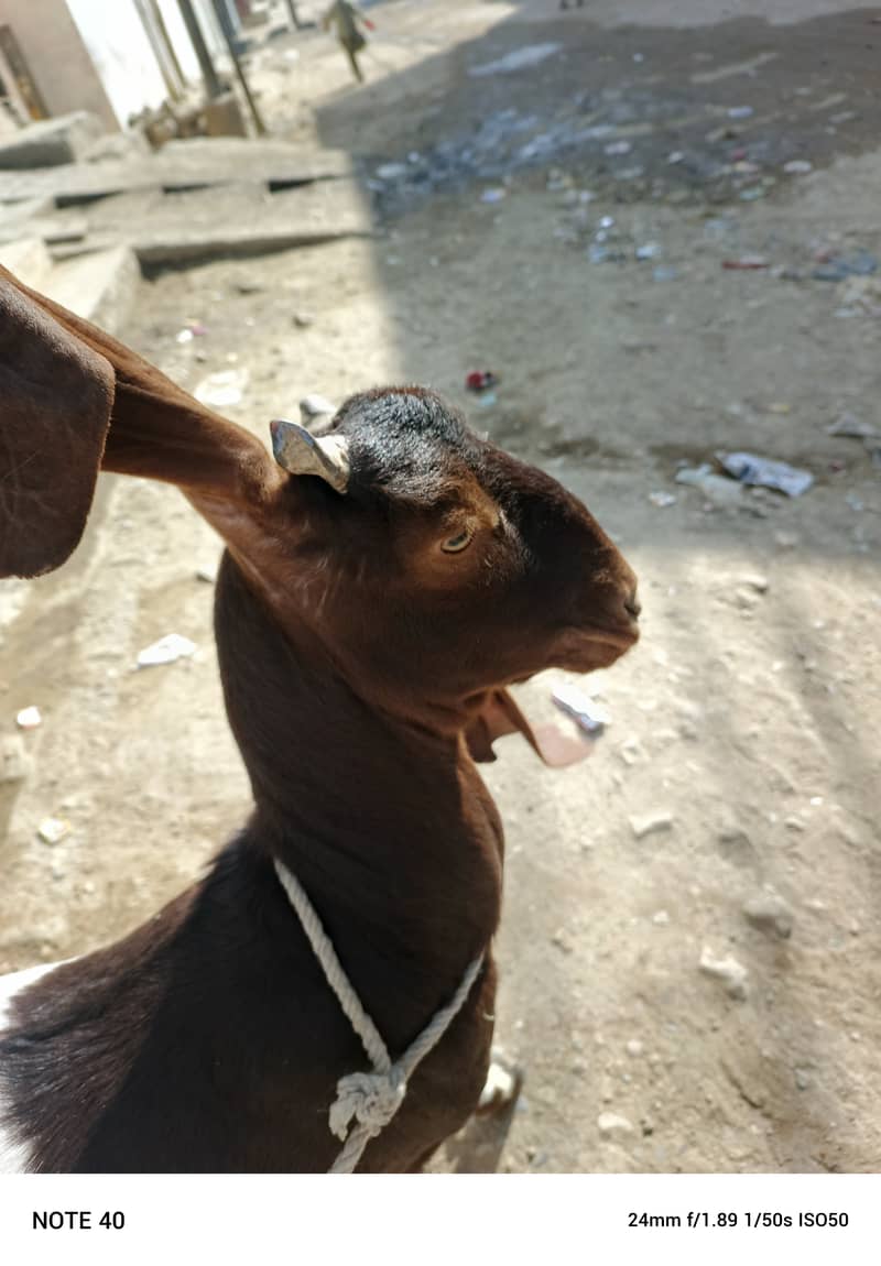 2 bakri or ek Golabi bakra 4