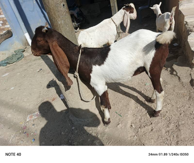 2 bakri or ek Golabi bakra 5