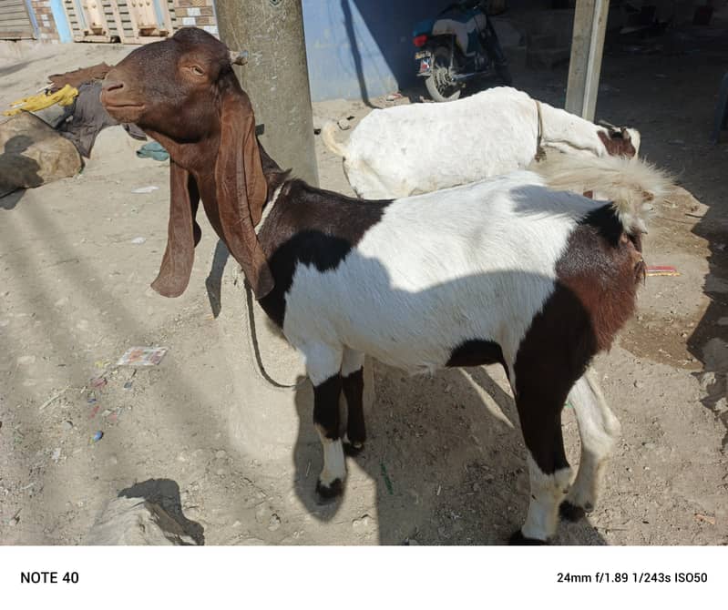 2 bakri or ek Golabi bakra 6