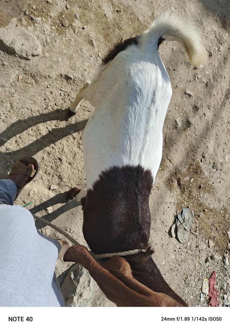 2 bakri or ek Golabi bakra 7