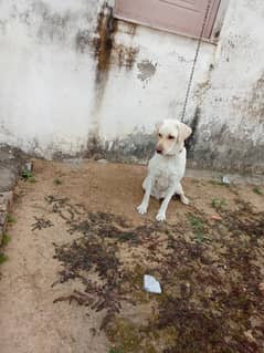 Labrador female for sale