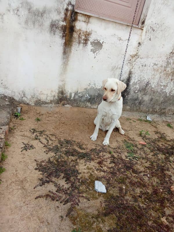 Labrador female for sale 0