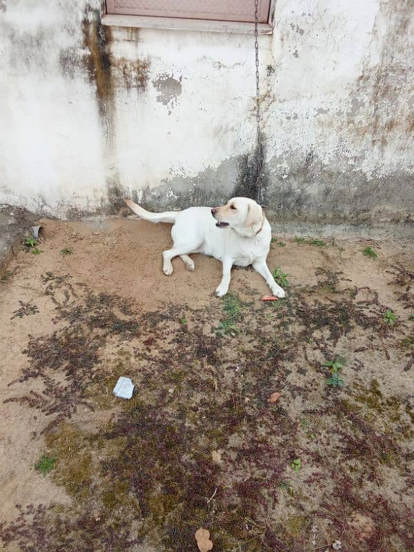 Labrador female for sale 1