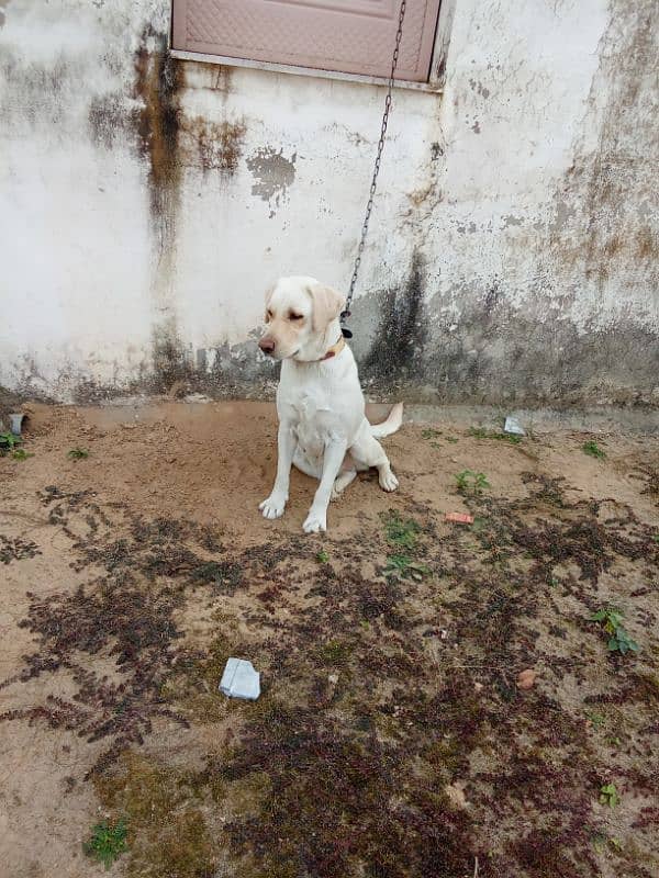 Labrador female for sale 2