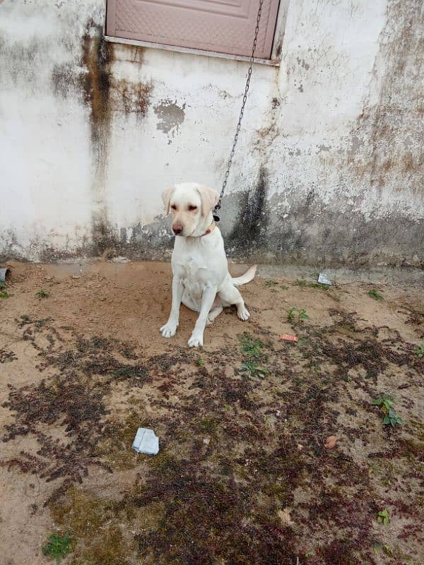 Labrador female for sale 3