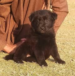 Black German Shepherd Long Coat Puppy | German Shepherd Male puppy