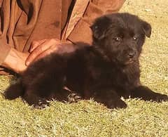 black German Shepherd long Coat Female For Sale