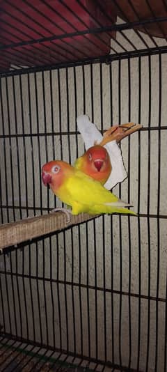 Lutino Personata Red Eye Breeder Pair and Breeding boxes are For Sale.