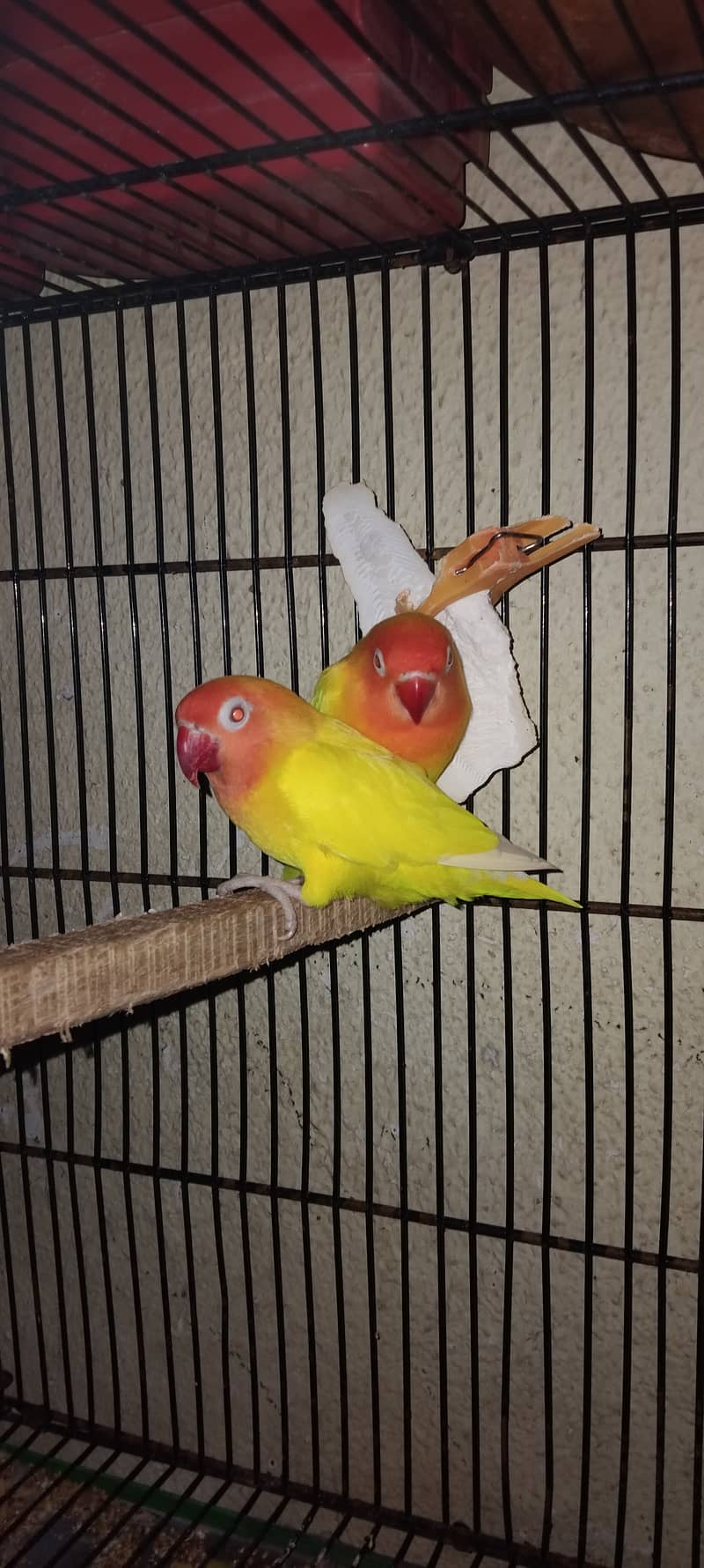 Lutino Personata Red Eye Breeder Pair and Breeding boxes are For Sale. 0