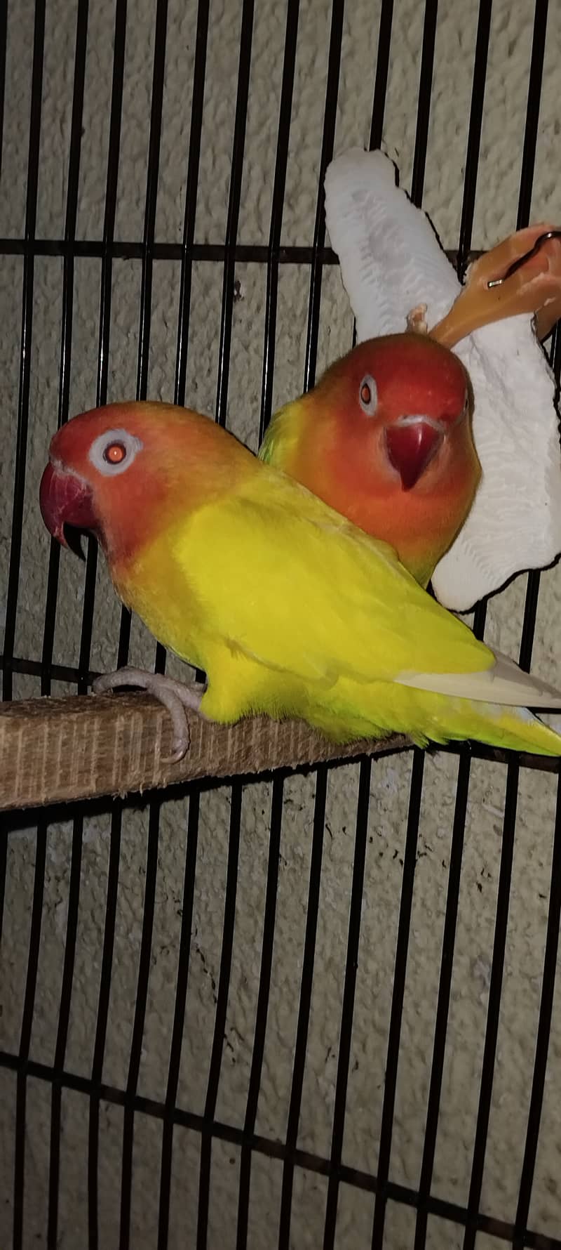 Lutino Personata Red Eye Breeder Pair and Breeding boxes are For Sale. 2