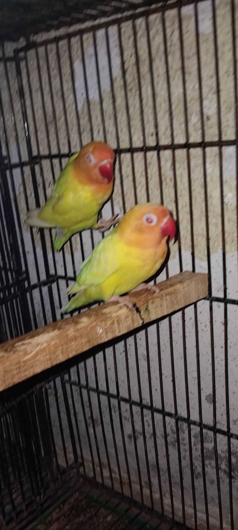 Lutino Personata Red Eye Breeder Pair and Breeding boxes are For Sale. 6