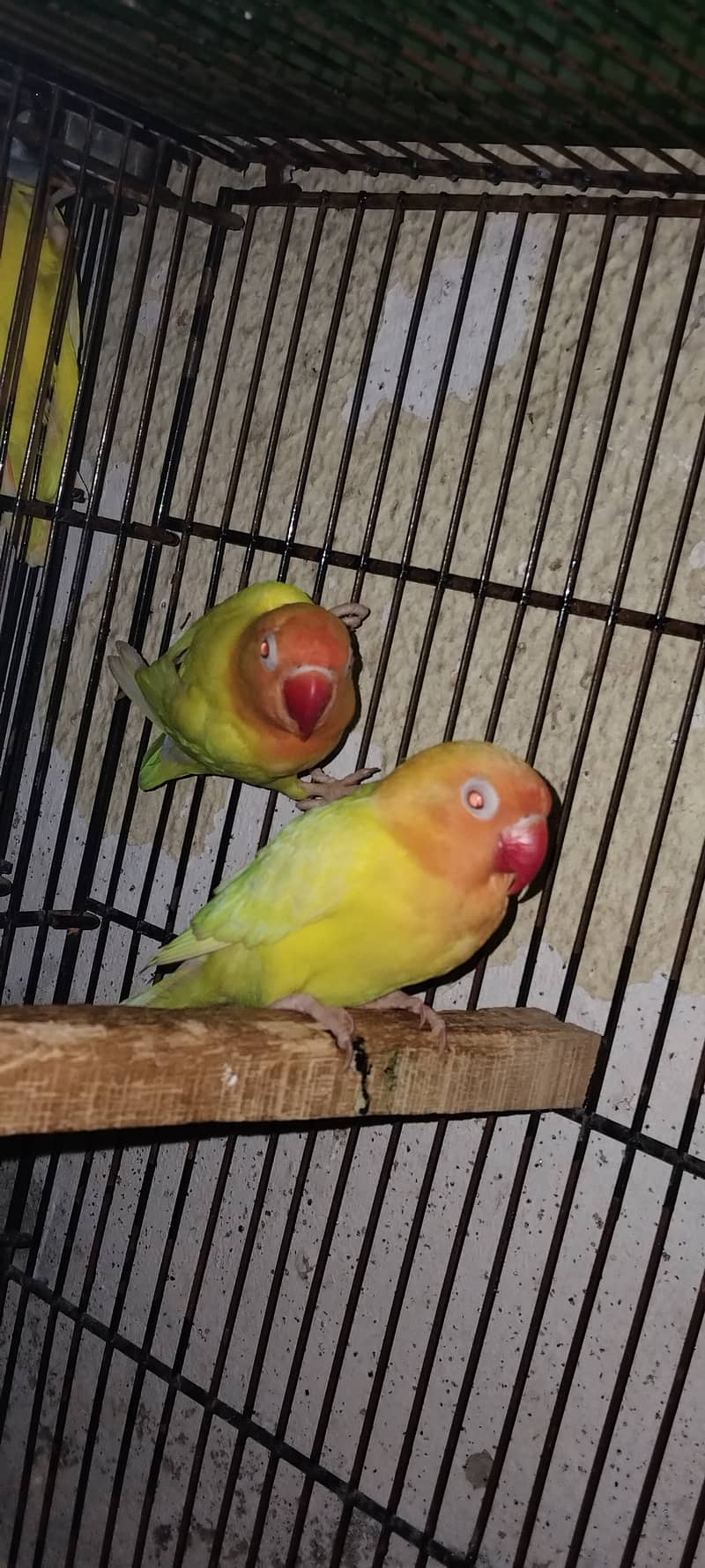 Lutino Personata Red Eye Breeder Pair and Breeding boxes are For Sale. 7