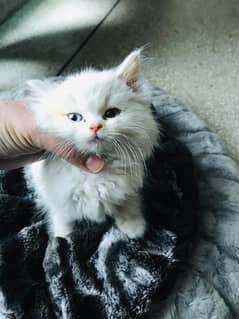 White Persian Kitten Female - Tripple Coat